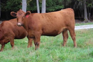 2014-bred-heifers-11