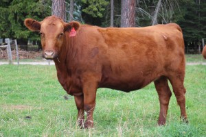 2014-bred-heifers-3