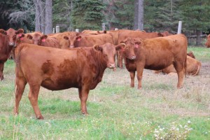 2014-bred-heifers-5