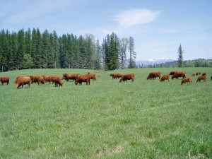 Cattle_1