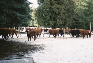 Cattle_11