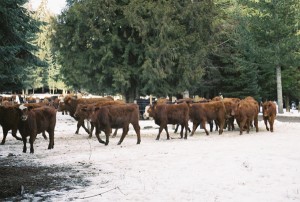 Cattle_12