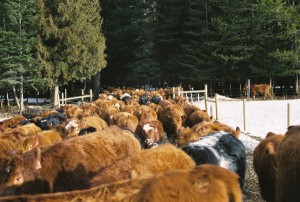 Cattle_13