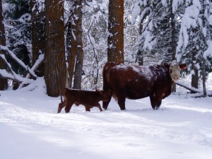 Cattle_4