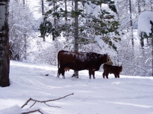 Cattle_5