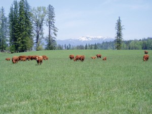 Cattle_6