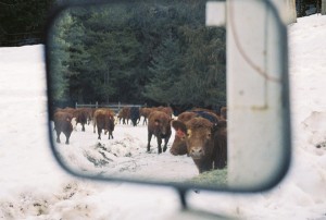 Cattle_9